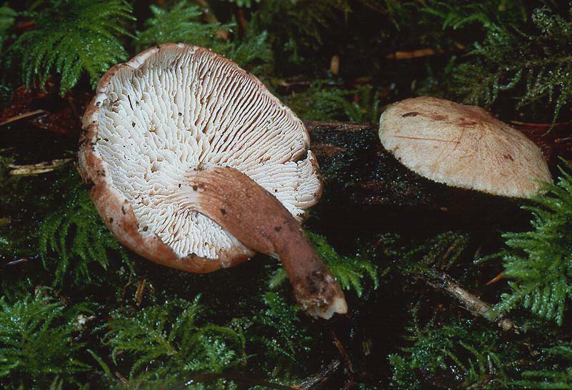 Neolentinus kauffmanii